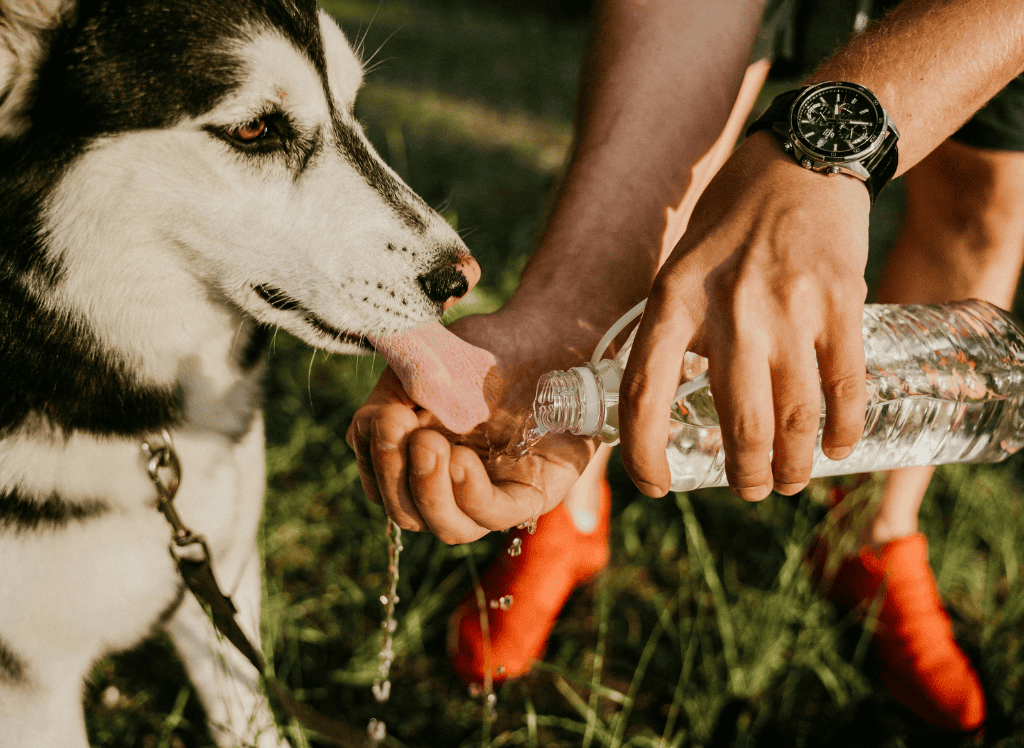 a husky drinks water from his human's hand