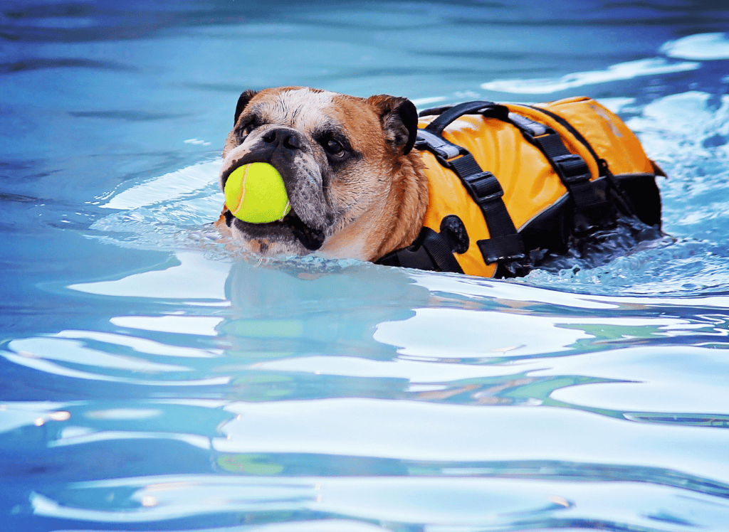 a bulldog is in a pool with a life vest and is retrieving a ball