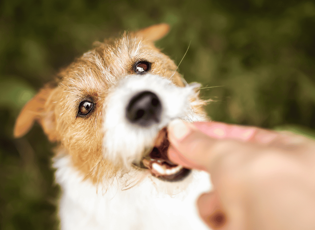 a dog gets a homemade treat from him dog mom