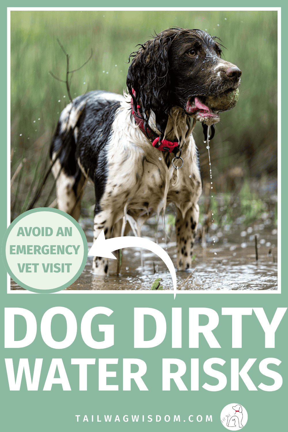 That puddle or pond could make your pup seriously sick. Learn the biggest dirty water risks, important dog health tips, practical dog care tips, and ways to protect your adventure dog outdoors. For more dog care tips, visit tailwagwisdom.com