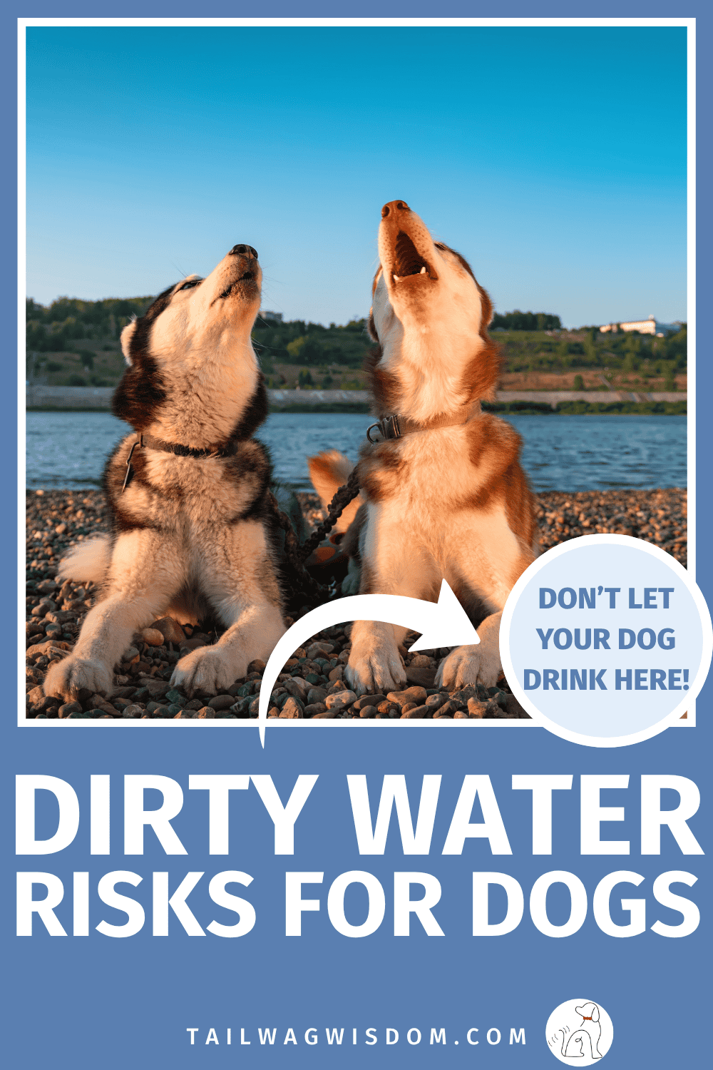 Not all water is safe for dogs. Discover the hidden dirty water risks every dog mom should know, plus smart dog safety tips and essential pet health advice before your next outing. Get more dog care tips at tailwagwisdom.com