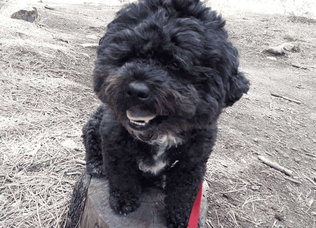 Henry busts the small dog myths about little dogs not being able to hike