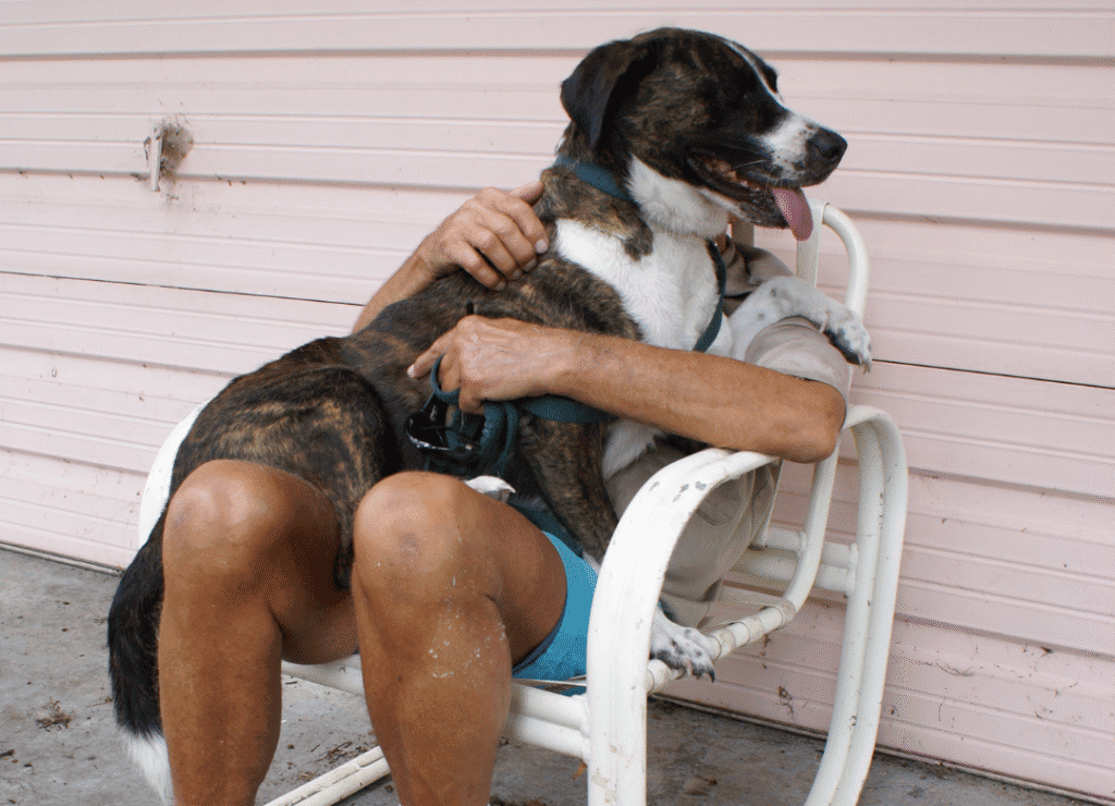 a big dog sits on his owner's lap and busts the myths that only small dogs are lap dogs