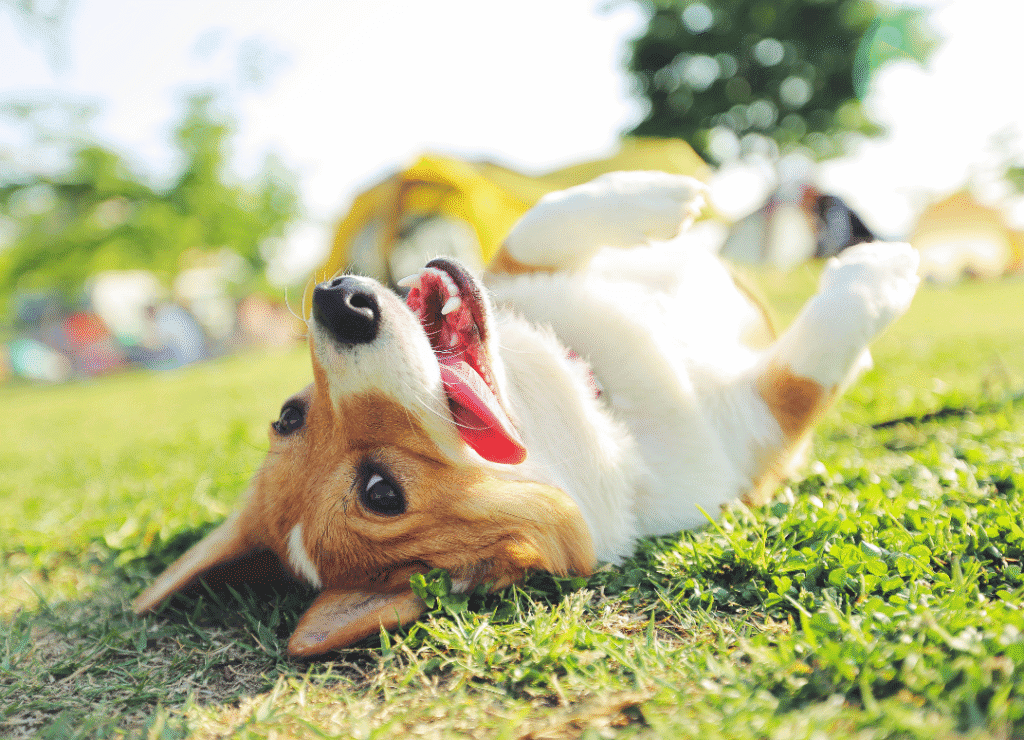 a corgi rolls on the grass happily and busts the myth that small dogs are more work