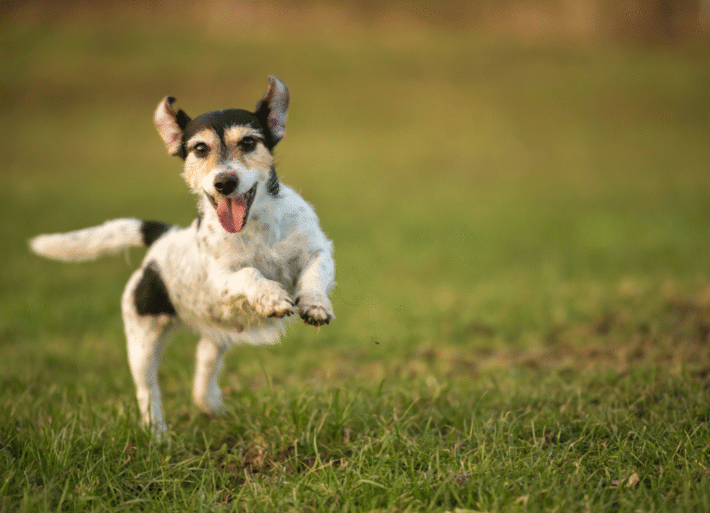 a little dog busts the small dog myths about tiny canines not needing or liking exercise