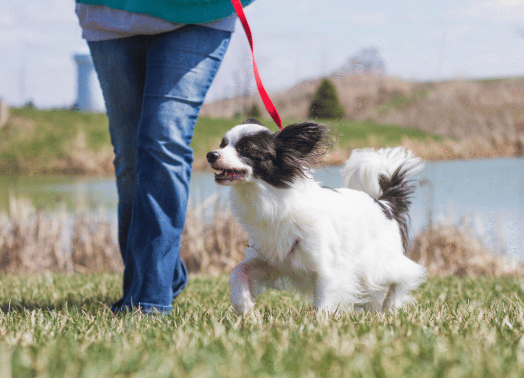 a little dog enjoys a walk and busts the small dog myths that they need to be carried
