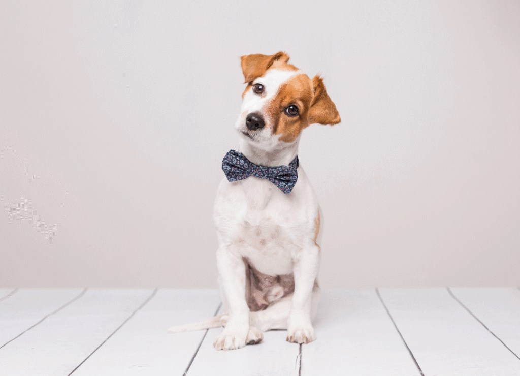 a jack russell terrier breaks the small dog myths about little dogs being barkers