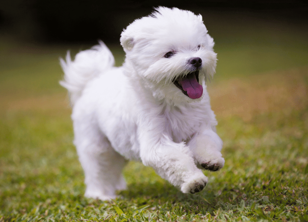 a small dog runs with joys and busts the small dog myths about them being delicate