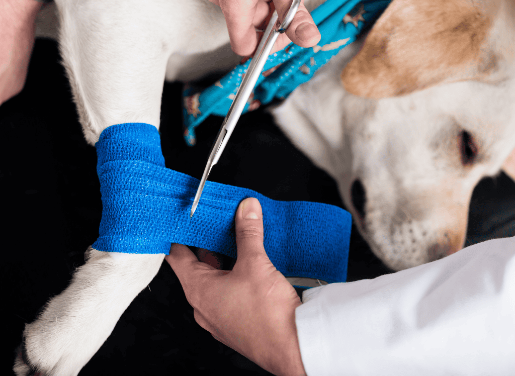 a dog gets his leg cared for at the vet's office