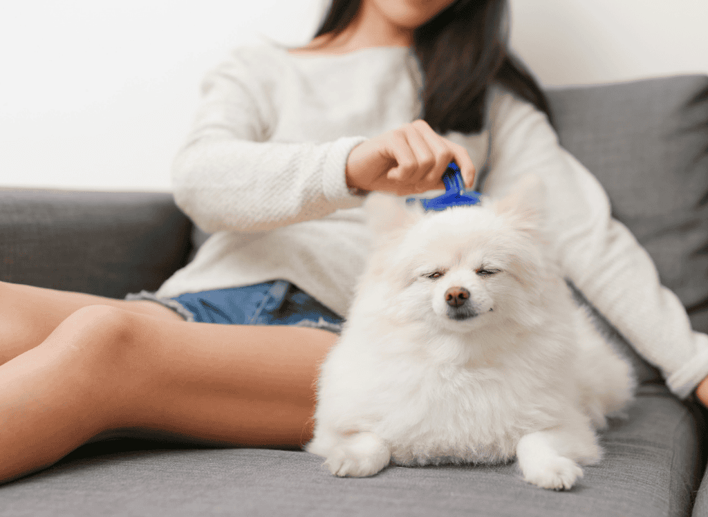 a woman easily brushes her fluffy white dog