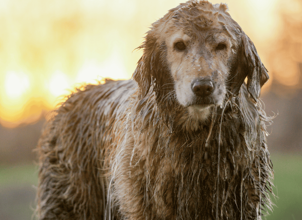 a wet golden retriever looks at the camera