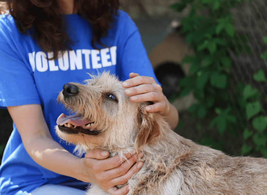 a dog is petted by a shelter volunteer
