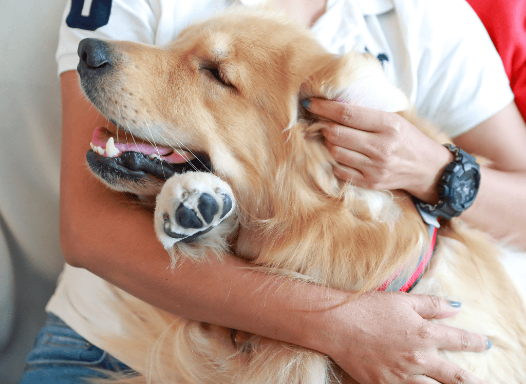 a dog hugs his dog parent