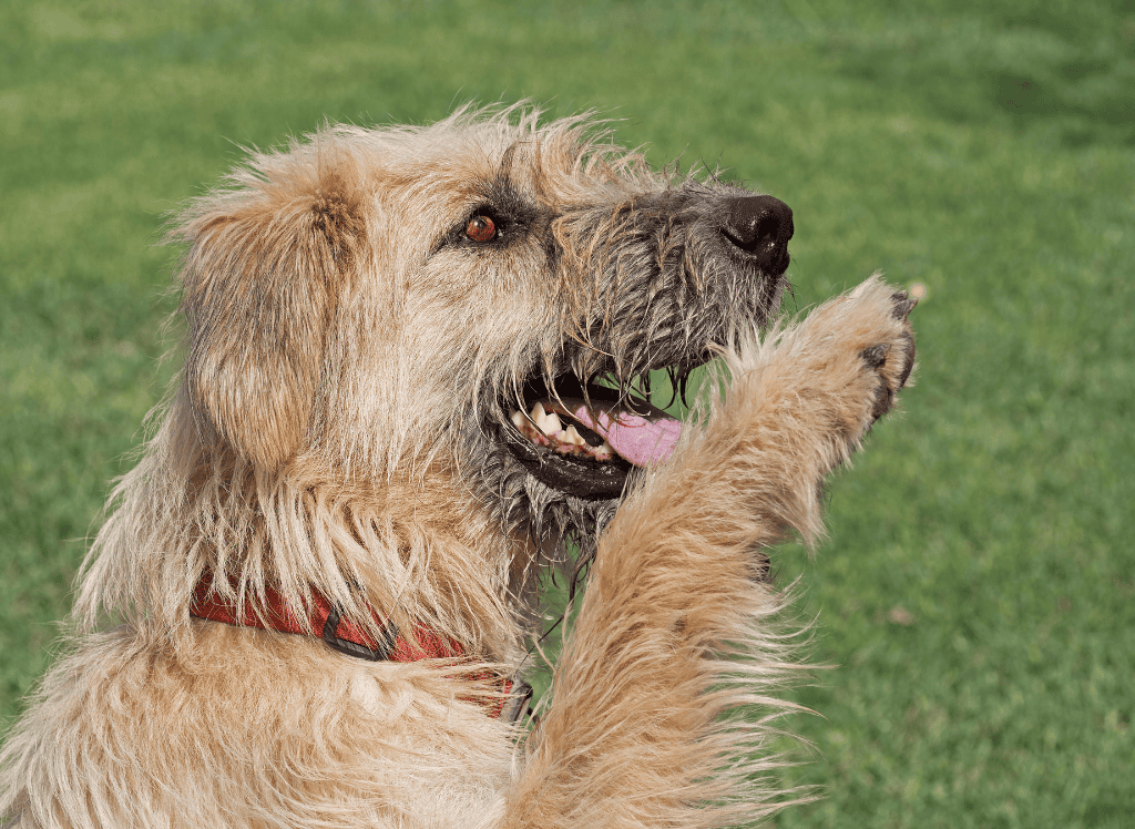 a brown dog shows off his paw
