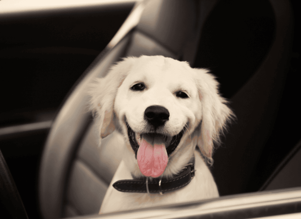 a happy yellow dog looks out a car window