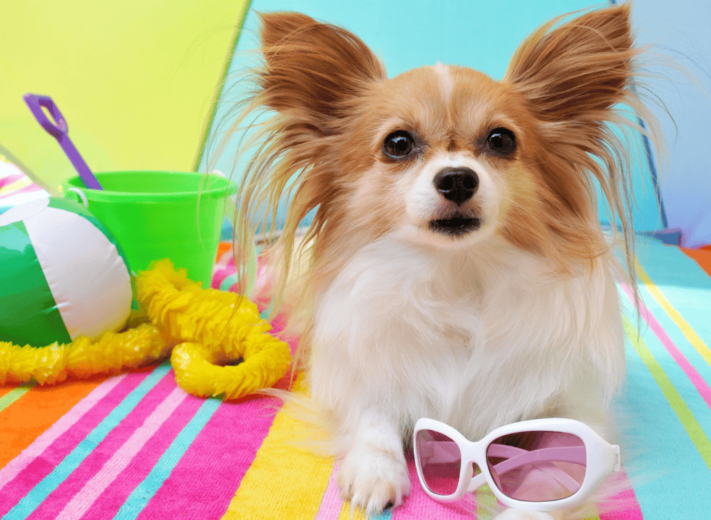a little tan and white dog rests in shade on a beach towel