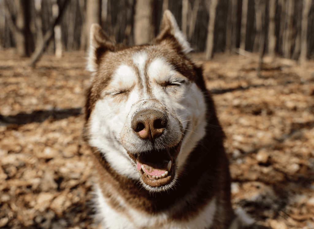 a husky smiles in a leaf covered forest