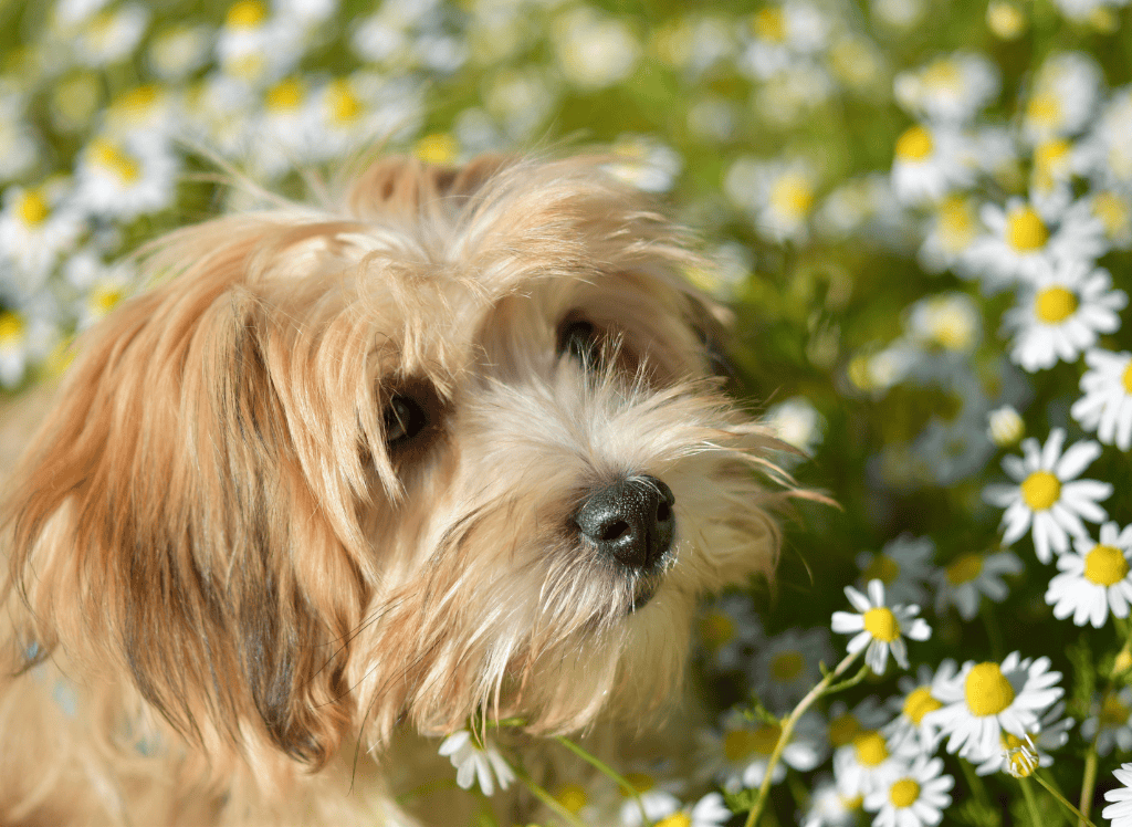 dog smells flowers