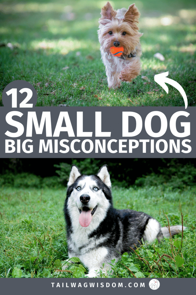 Small dog owners, get ready! This article debunks the most common small dog myths out there. Whether you’re a proud dog mom or lifelong dog lover, you’ll love setting the record straight on these tiny tail-waggers. Find more great dog lovers articles at tailwagwisdom.com