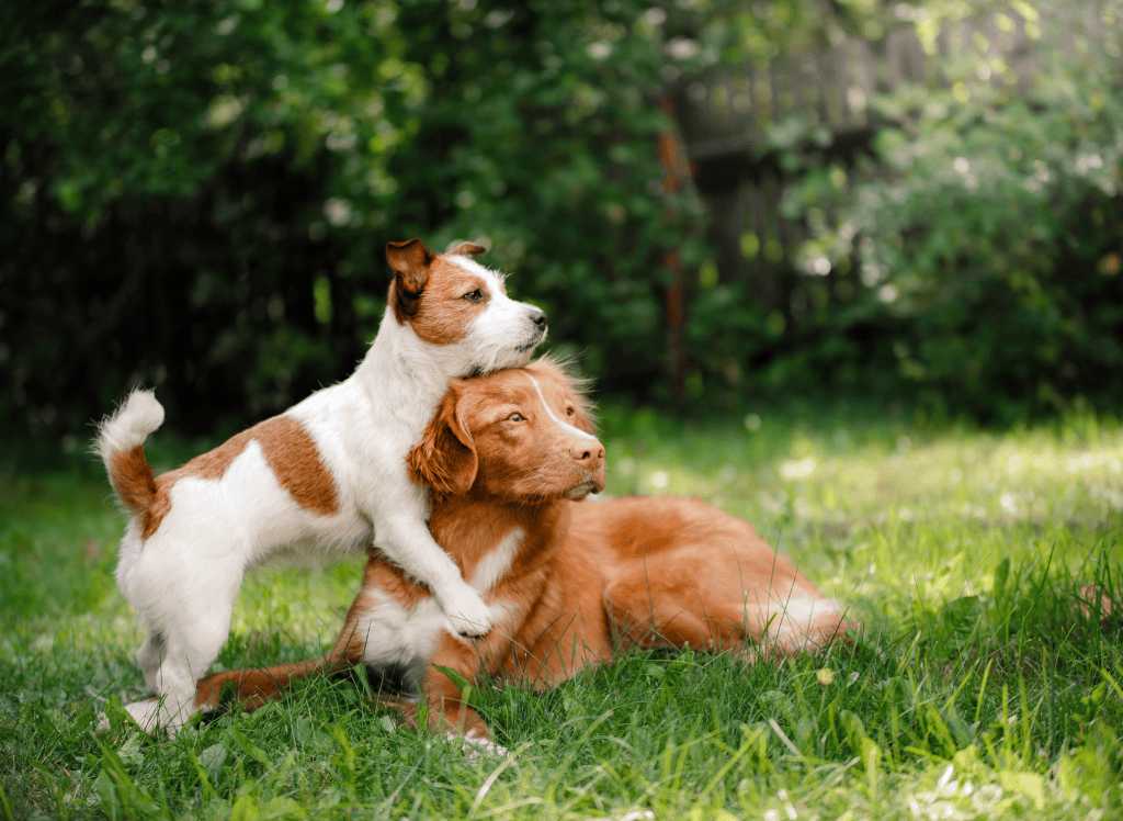 two dogs play in a yard