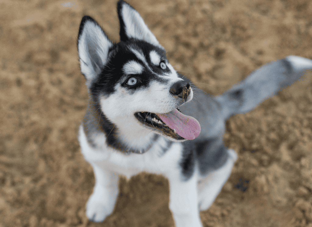 a husky puppy with blue eyes looks up