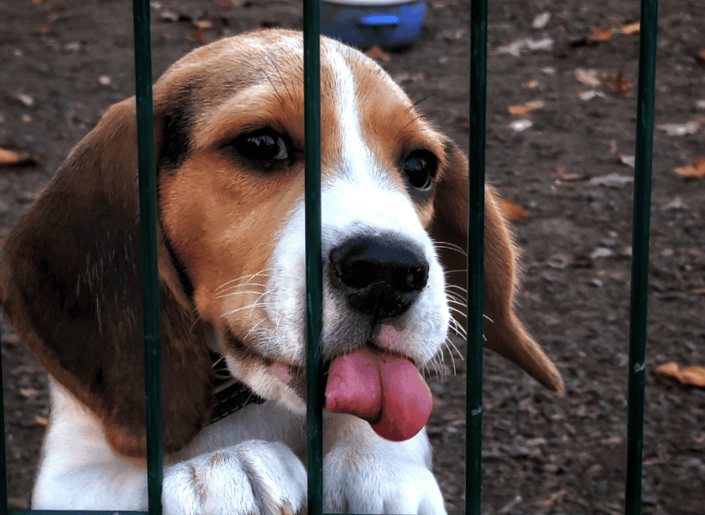 a beagle licks a temporary fence