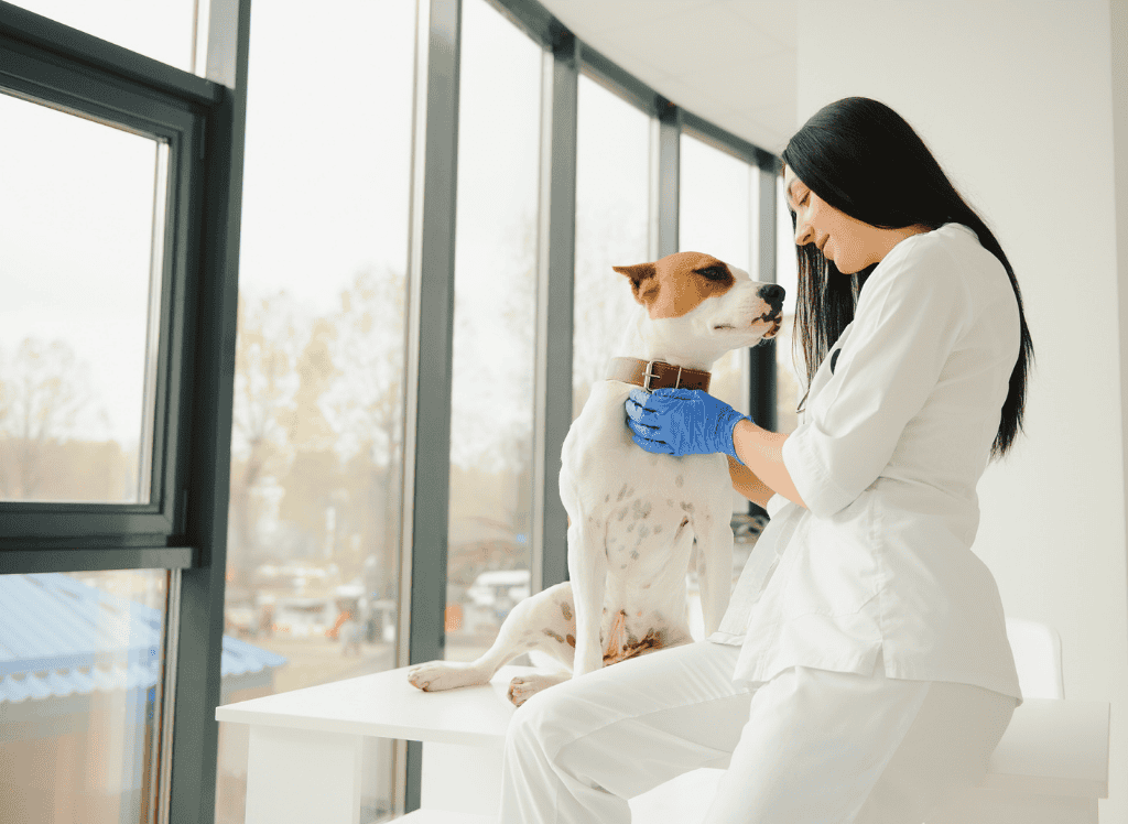 a mobile vet examines a white and tan dog