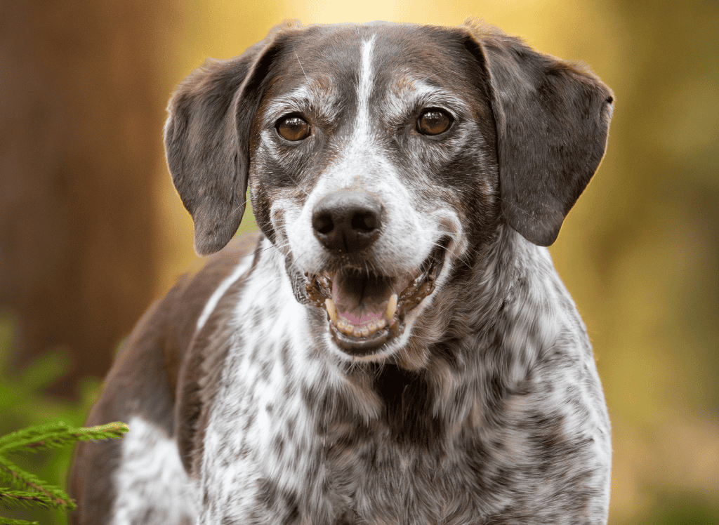 a senior dog barks