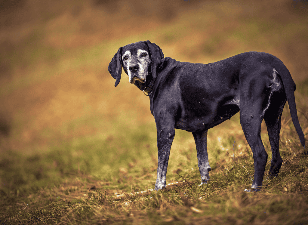 a senior goes on a fall walk