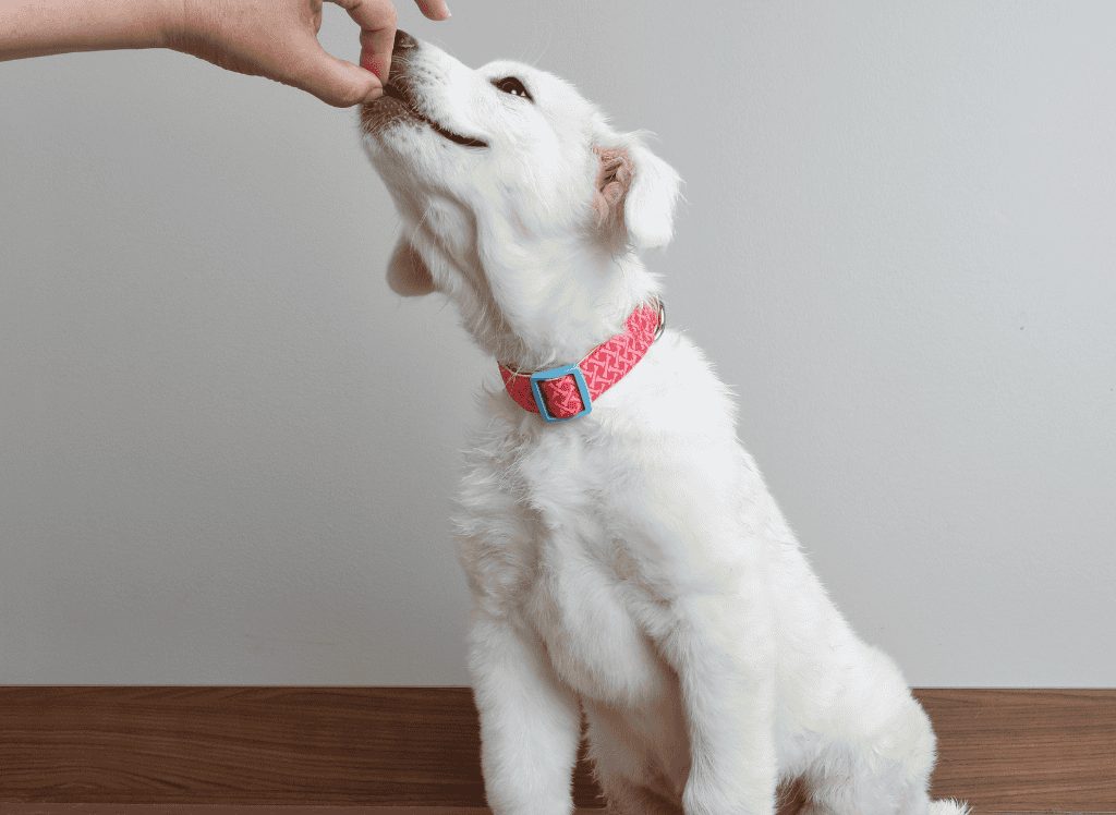 a white puppy eagerly takes a pill