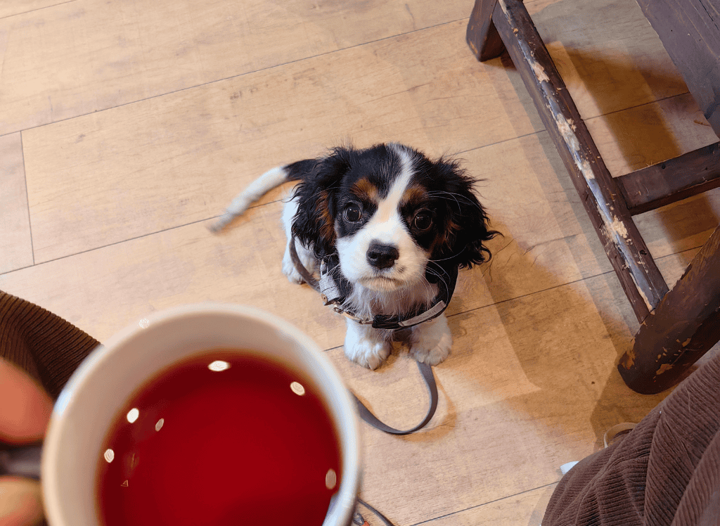 a black and white dog looks up at a cup of chamomile tea