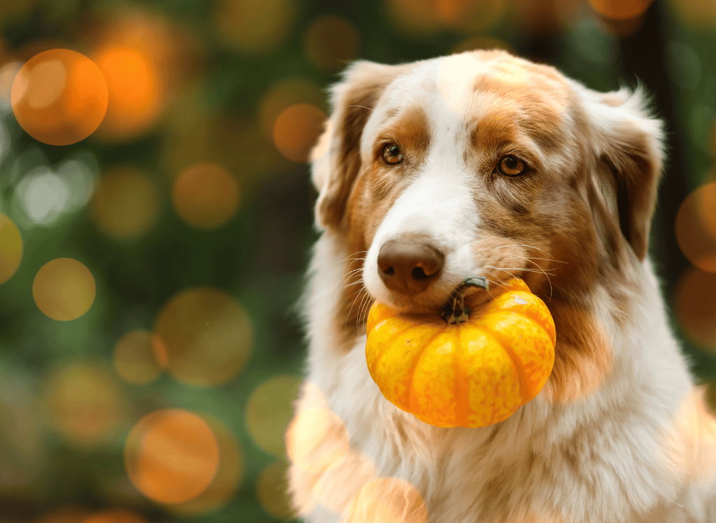 a tan and white holds a small pumpkin in his mouth