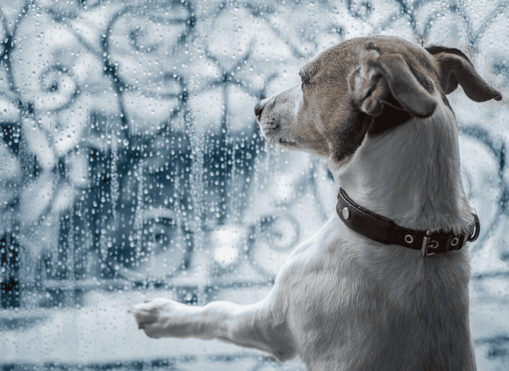 a tan and white dog looks out a window lonely