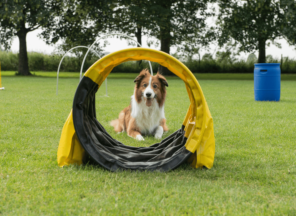 a tan and white dog gets ready to run an agility course
