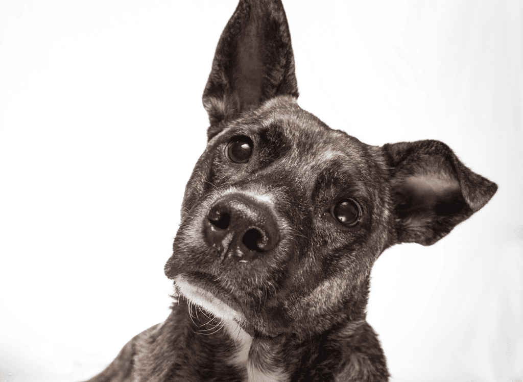 a dark colored looks at the camera with twisted head and one ear up