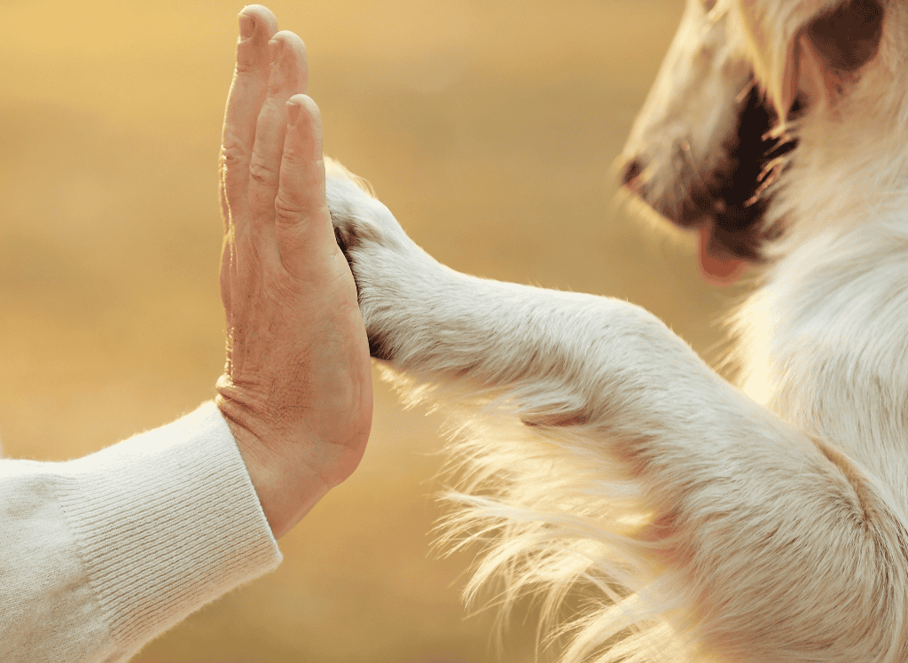 a dog happily does a paws up with tidy nails