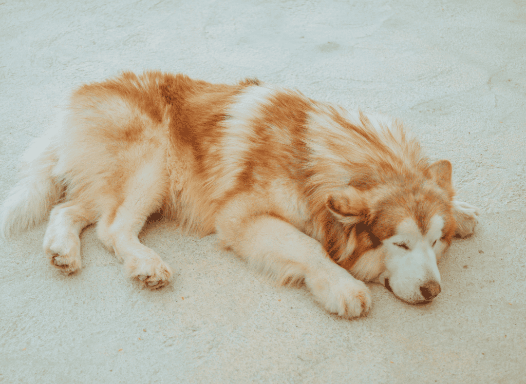 a husky dog sleeps on the floor