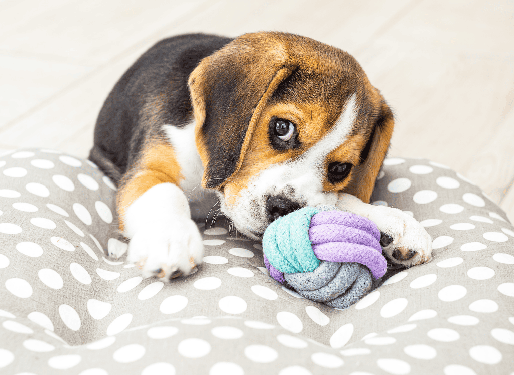 a beagle puppy chews on a toy
