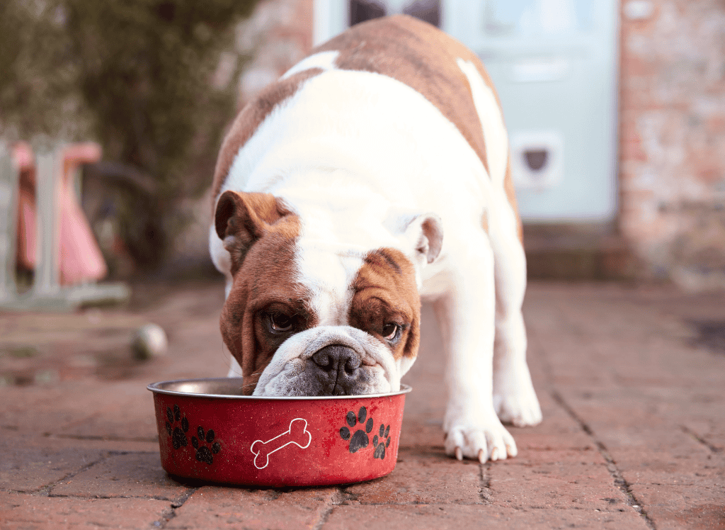 a white and tan french bulldog eats from a red dog bowl