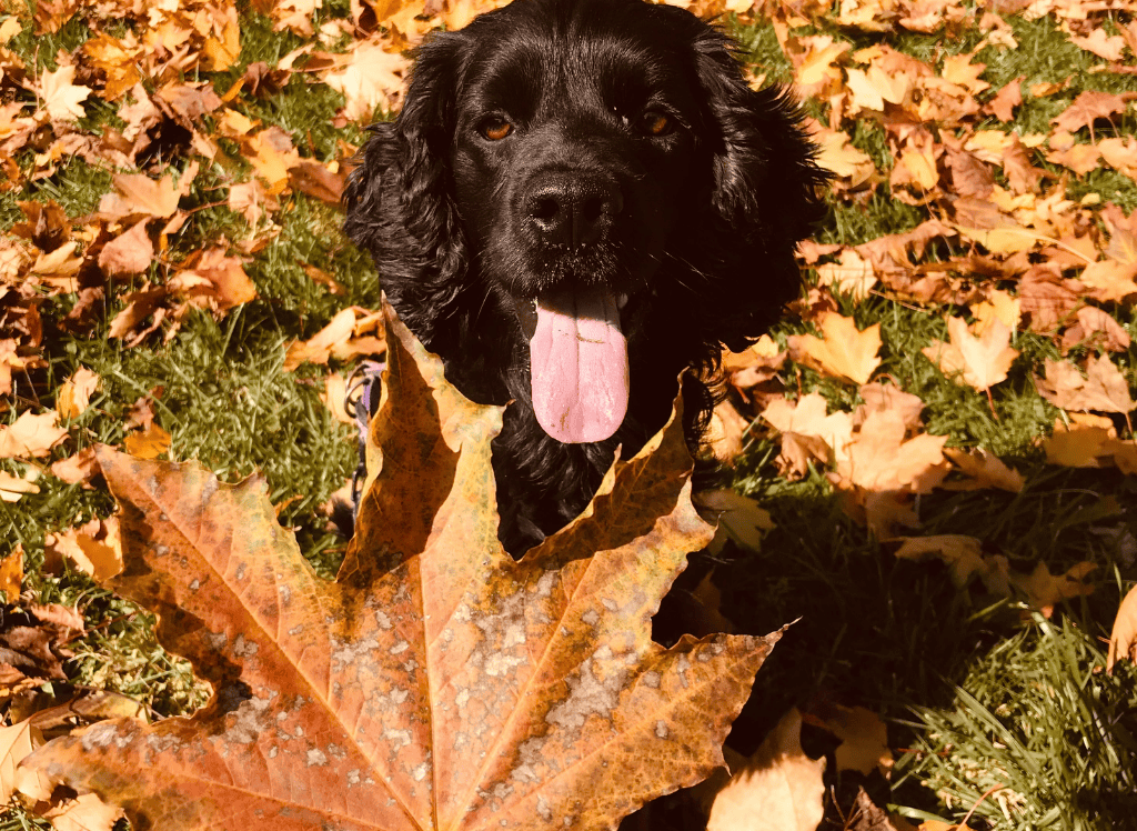 a black dog plays in autumn leaves