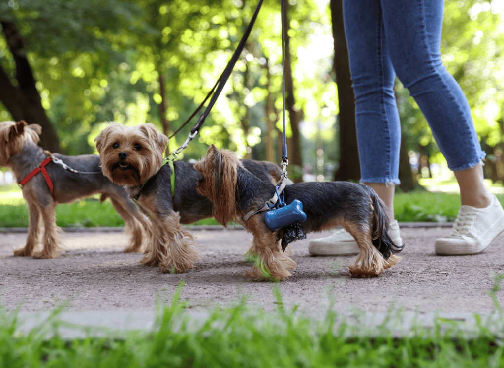 yorkie mix dogs go for a walk with their human