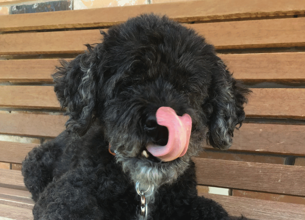 Henry licks his face after enjoy dog treats