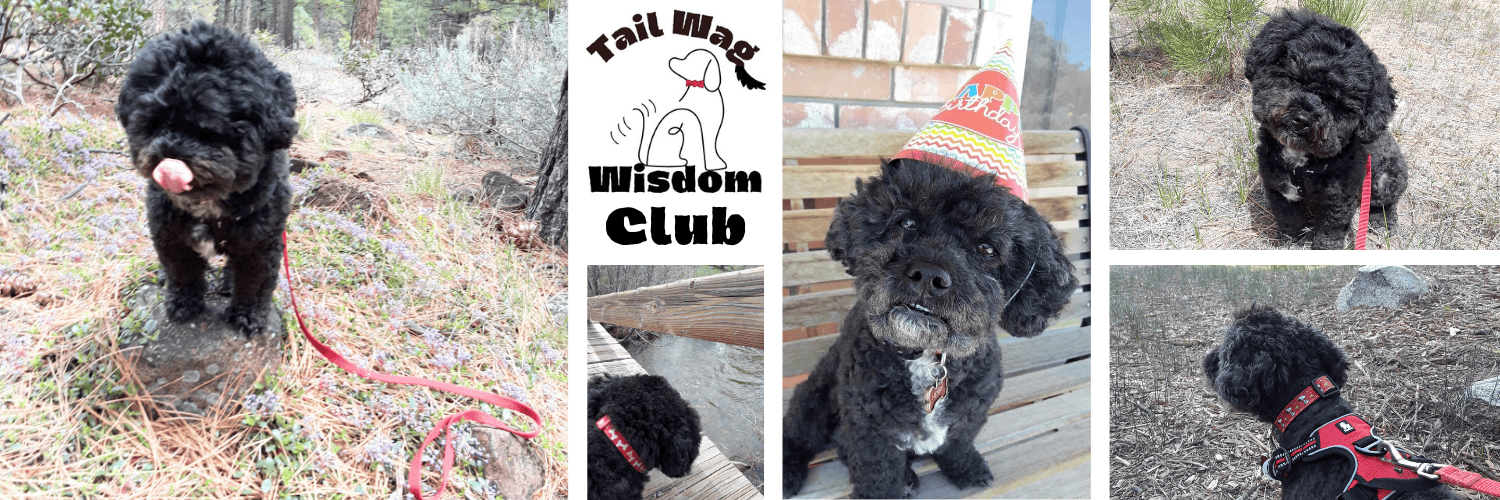 Henry, Tail Wag Wisdom, mascot shows off his life and invites readers to join the Tail Wag Wisdom Club