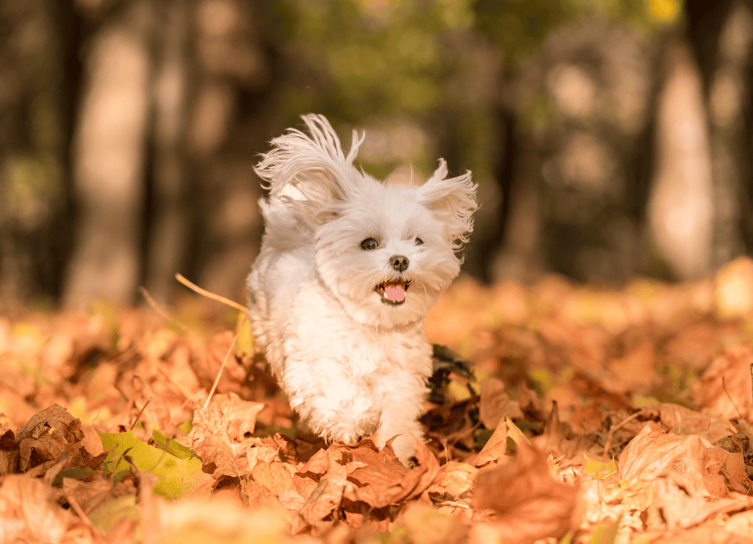 a happy white dog love fall activities as she runs through fall leaves