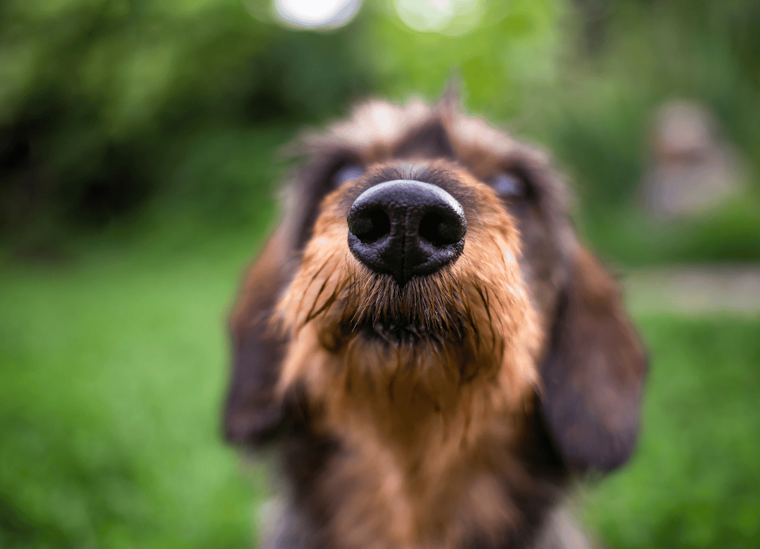 a brown and tan pup sticks his dog nose in the air and sniffs
