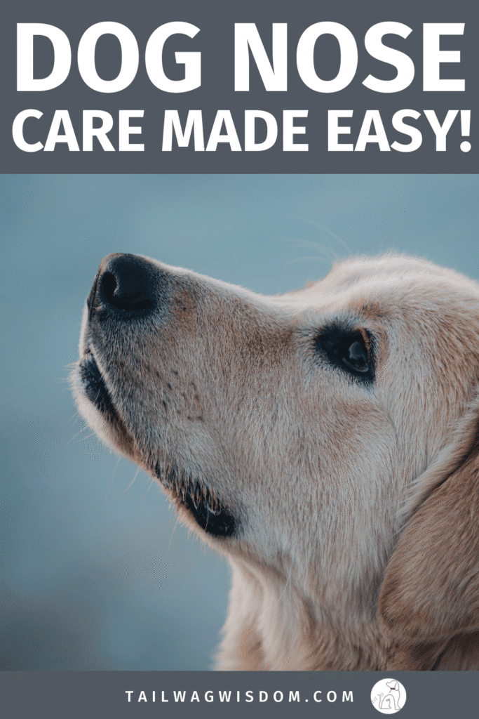 Discover dog nose care made simple! From DIY dog nose balm to easy dog health tips, these hacks will keep your pup’s nose boop-ready. Perfect for dog moms and dog lovers. Find more great dog care tips at tailwagwisdom.com