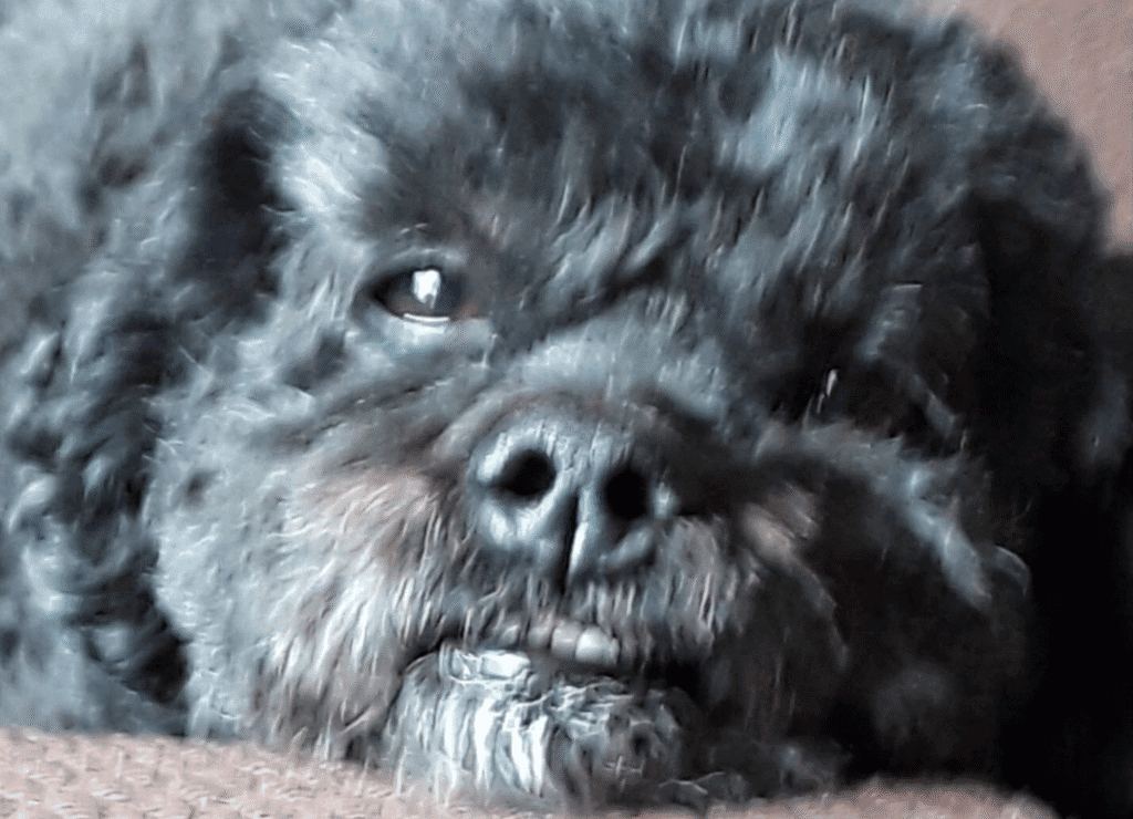 Up close of Henry's black dog nose