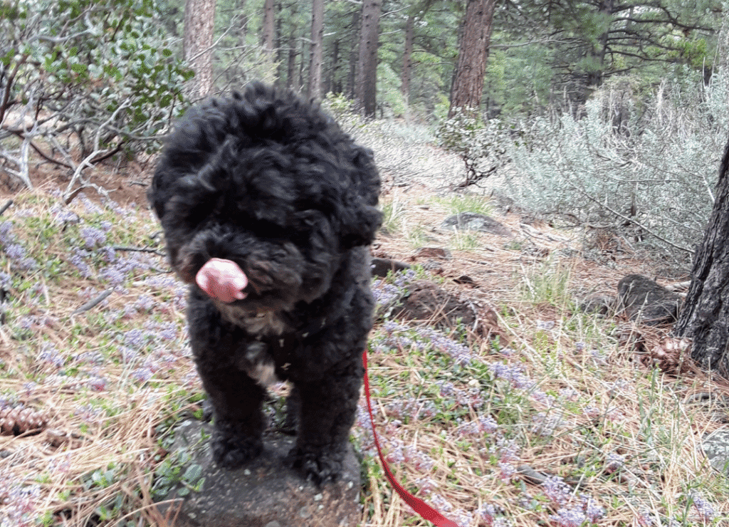 Henry is the inspiration to dog lover quotes