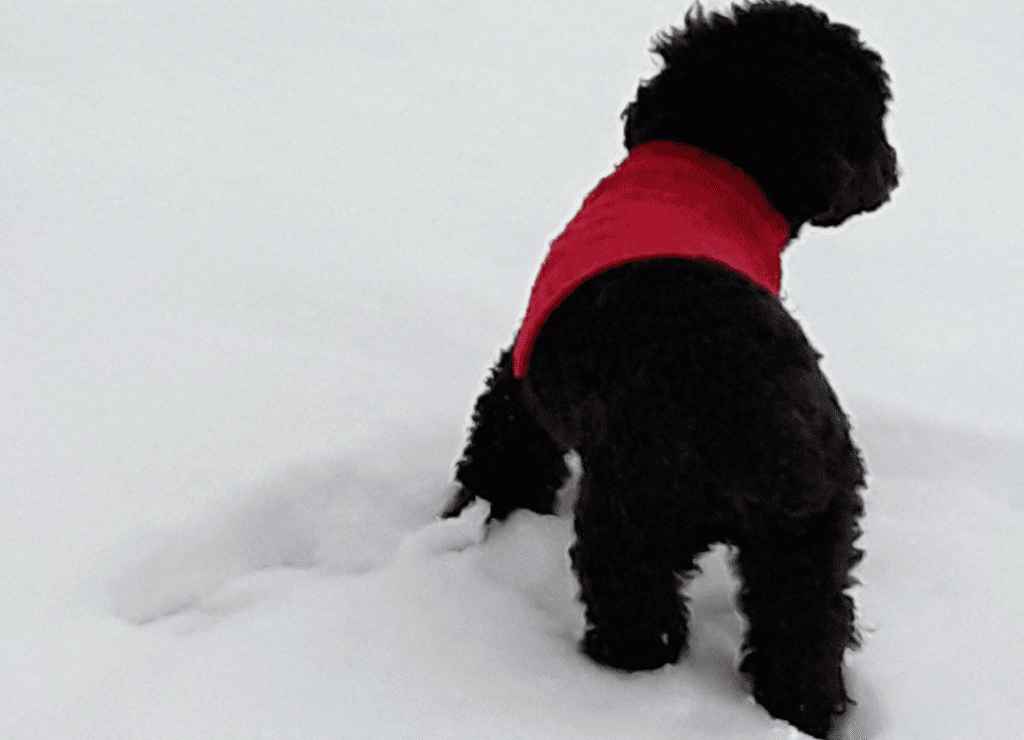 Henry looks to avoid dog holiday hazards