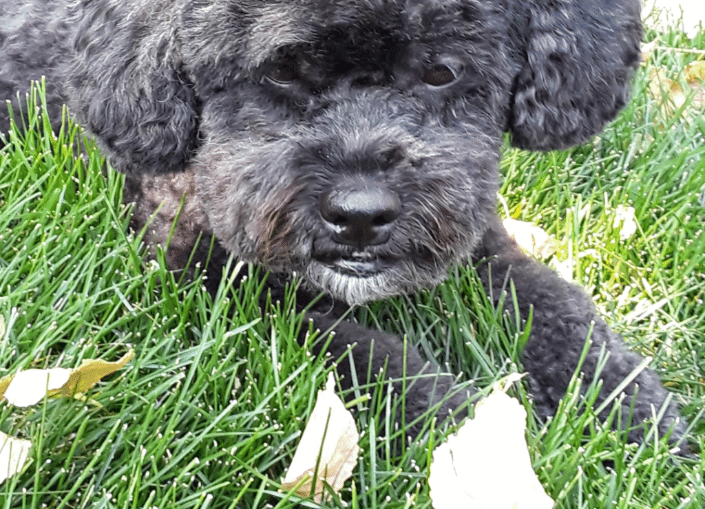Henry looks at the last of the piles of leaves